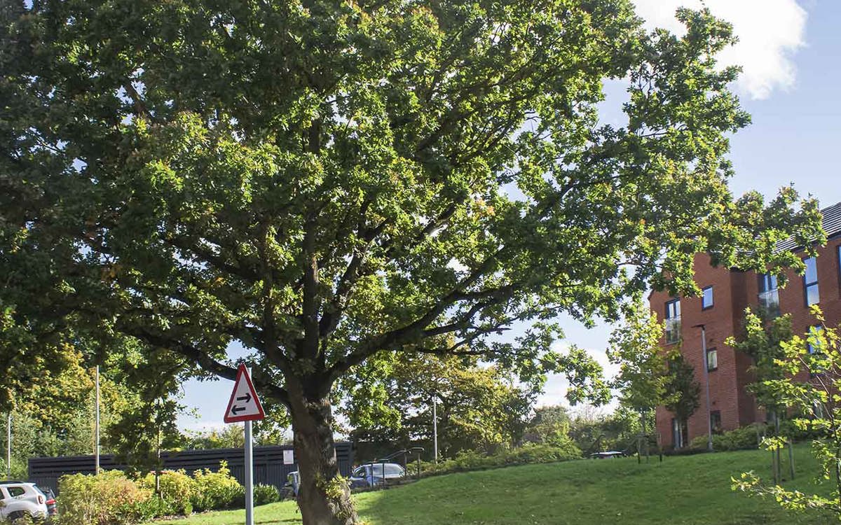 Ashton Vale Bristol Location Guide Ocean Estate Agents