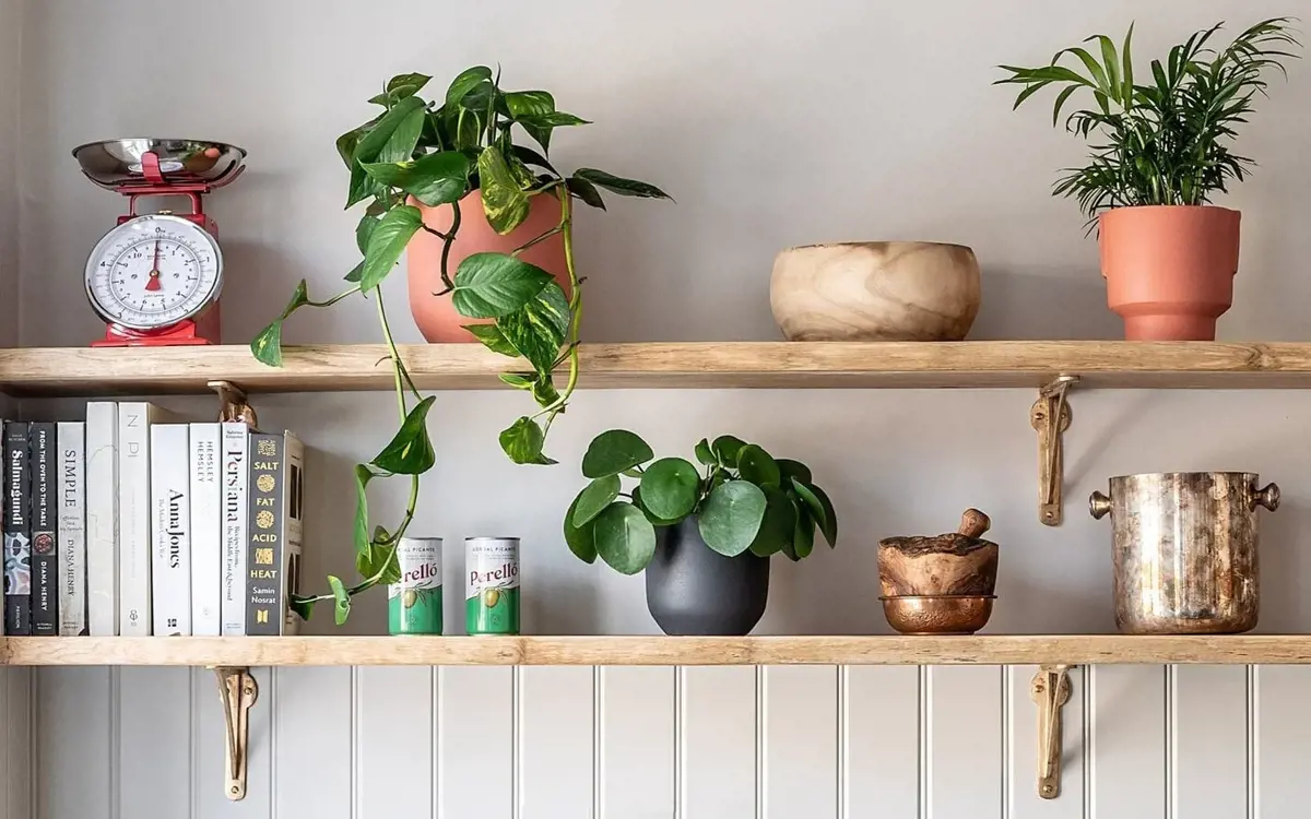 House plants