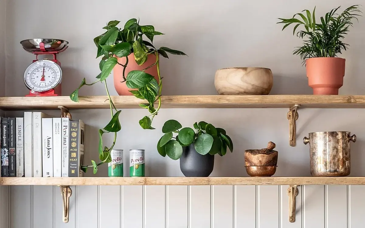 House plants